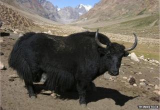 گاو تبتی