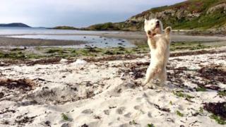 Casper on Gigha