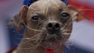 Chinese Crested dog with long whiskers staring at the camera