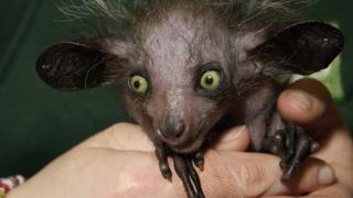 The ugly animals who need saving too - BBC News