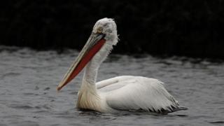 Dalmatian Pelican