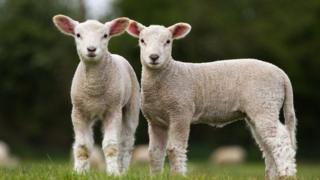 pair-of-lambs.