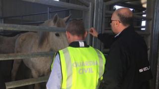 Полиция с лошадьми