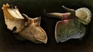 Две иллюстрации кератопсовых голов динозавров - слева песочного цвета с тремя рогами и остроконечным оборкой, справа зеленого и красноватого цвета с двумя изогнутыми рогами и плоским оборкой