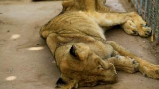 singa di sudan