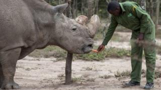 A keeper in the Kenyan reserve feeds Sudan the rhino a carrot