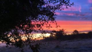 Tree with sunrise