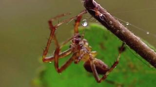 spider