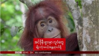 အင်ဒိုနီးရှားမှာ လူဝံတွေ မျိုးတုံးမယ့် အန္တရာယ်ရှိ
