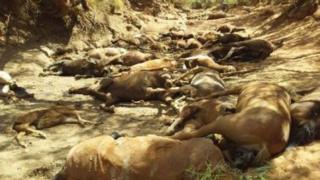 The bodies of many wild horses in a dried-up waterhole near Alice Springs