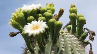 Carnegiea gigantea (Image: Craig Hilton-Taylor)