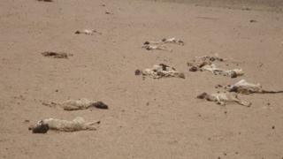Somalia drought