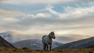Horse in Glenshee
