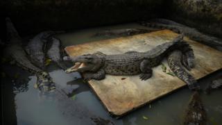 Cocodrilos en Indonesia