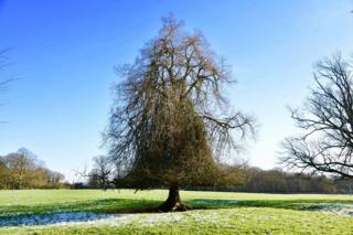 A tree snapped on a morning walk in Middleton Stoney Park
