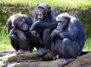 Chimpancés