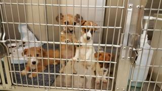 Puppies