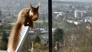 Cheeky red squirrel