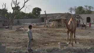 نواب شاہ