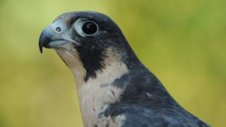 Peregrine falcon