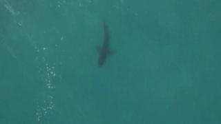 Shark