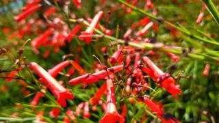 Flores rojas