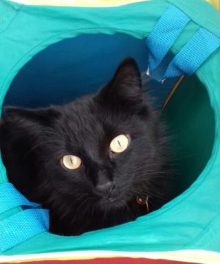 Black cat in bag