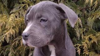Guiletta the dog