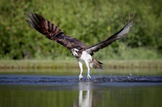 An osprey flies above a loch near Aviemore in the Cairngorms