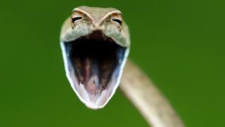 laughing snake