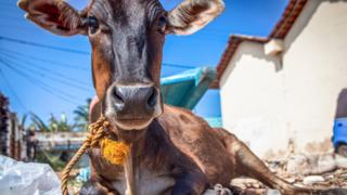 प्रातिनिधिक फोटो