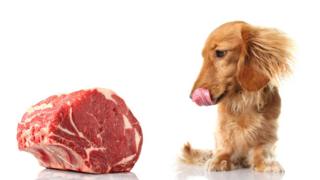 Perro mirando un trozo de carne