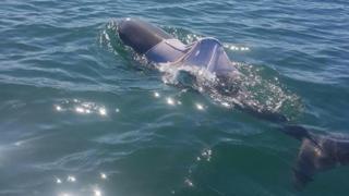The dolphin covered with what appears to be clothing