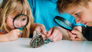 Двое детей смотрят на бабочку