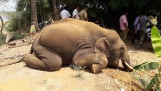 மனித - யானை மோதல்கள்