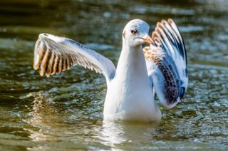 Bird in water