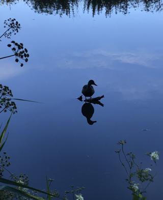 A duck standing on a branch reflected in water