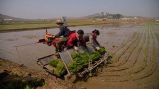 People plant rice in North Korea