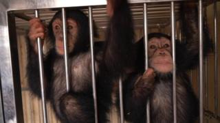 the chimps in Kathmandu