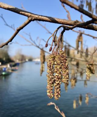 Spring catkins at University College Boat House