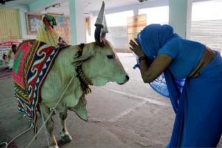 Корова в Индии