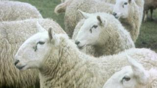 Generic sheep
