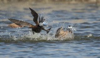 Two white-headed ducks fighting