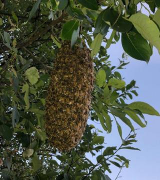 Bees