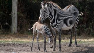 Zebras