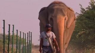 Elephant