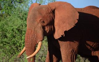 Слонка изображена в Восточном национальном парке Цаво в Кении