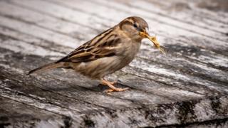 bird