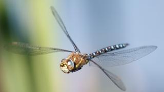 dragonfly-flying