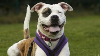 Lily the dog